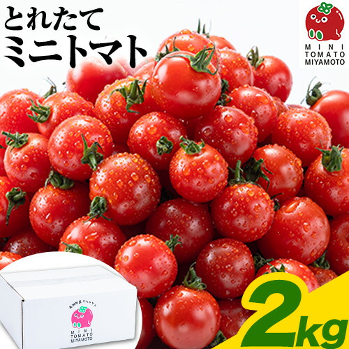 【ふるさと納税】 ミニトマト とれたてミニトマト 2kg  トマト 野菜 サラダ ダイエット おやつ パスタ マリネ 有機肥料 ミニトマト宮本《30日以内に出荷予定(土日祝除く)》 熊本県 長洲町 送料無料 トマト とまと 野菜 国産 熊本県産