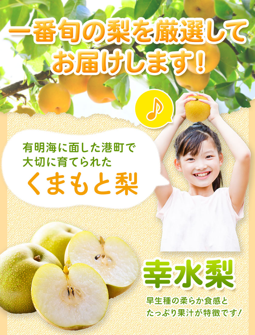 【ふるさと納税】【先行予約】熊本県産くまもと梨約3.5kg5玉〜15玉前後期間限定フルーツ果物予約スイーツ梨熊本県長洲町クール便《30日以内に順次出荷(土日祝除く)》