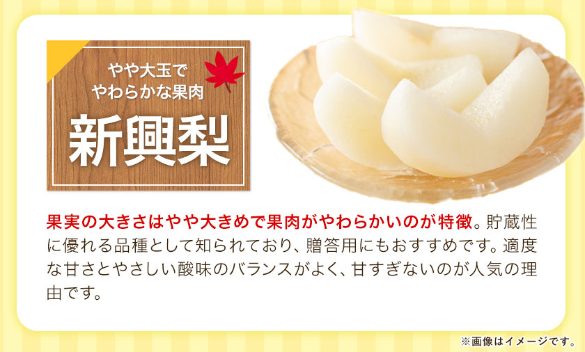 【ふるさと納税】【先行予約】熊本県産くまもと梨約3.5kg5玉〜15玉前後期間限定フルーツ果物予約スイーツ梨熊本県長洲町クール便《30日以内に順次出荷(土日祝除く)》