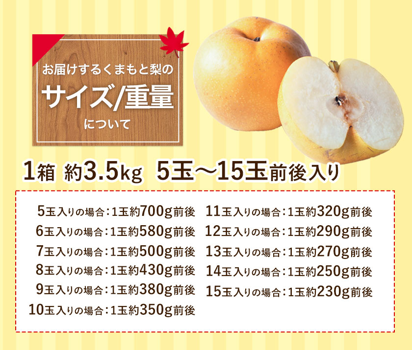 【ふるさと納税】【先行予約】熊本県産くまもと梨約3.5kg5玉〜15玉前後期間限定フルーツ果物予約スイーツ梨熊本県長洲町クール便《30日以内に順次出荷(土日祝除く)》