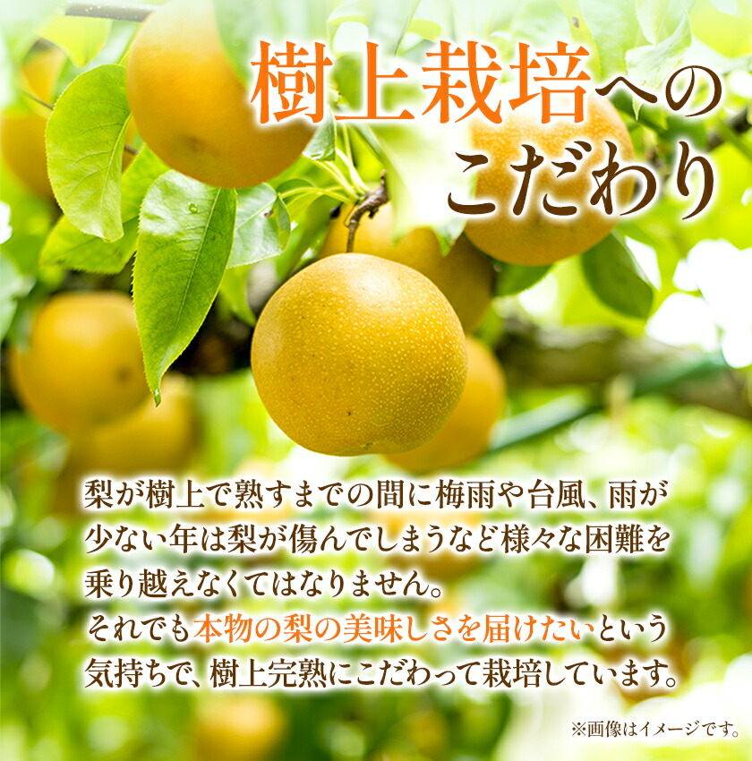 大渕観光梨園 完熟梨 8 18玉 9月上旬 11月下旬頃より順次出荷 フルーツ あきづき なし のいずれか 新興梨 新高梨 梨 熊本県長洲町産 約5kg 高品質 あきづき