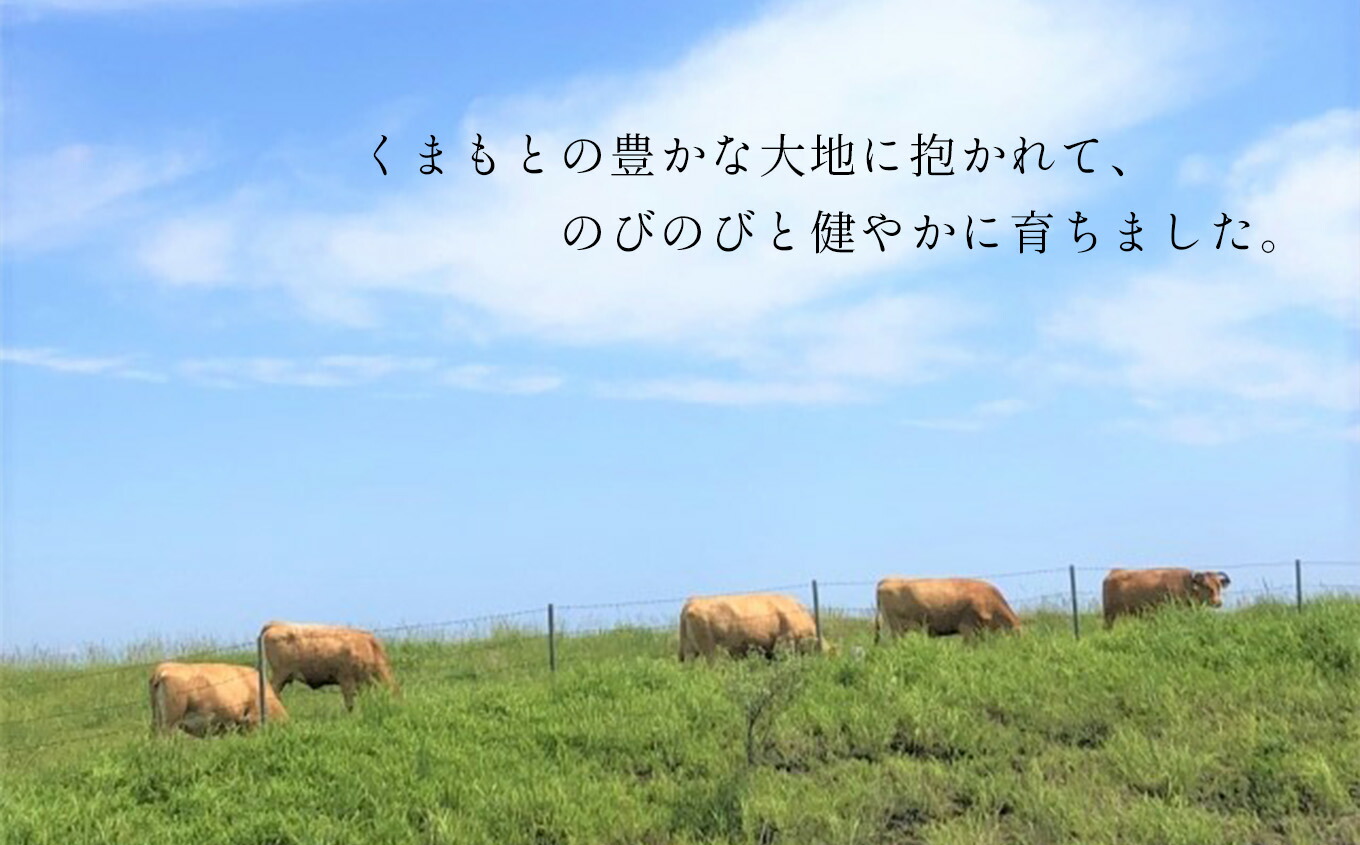 流行に 肥後の赤牛 すき焼き用 500ｇ fucoa.cl