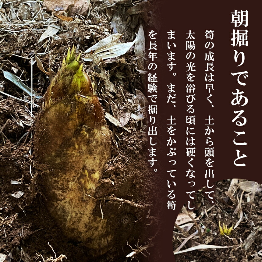 無添加 高品質 水煮たけのこ 小分け 1 2kg 熊本県産 送料無料 タケノコ 真空 たけのこ 九州産 大容量 国産 無添加 高品質 水煮たけのこ 小分け 1 2kg 熊本県産 送料無料 タケノコ 真空 たけのこ 九州産 大容量 国産