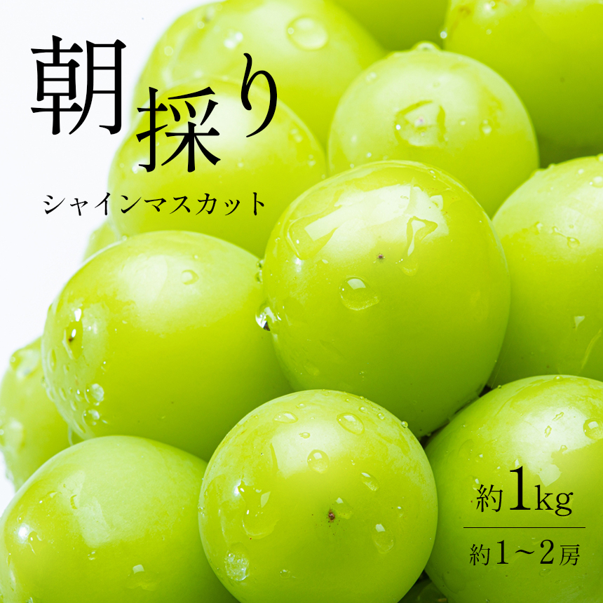 【期間限定】【値下げ販売中】朝採りシャインマスカット粒約1キロ