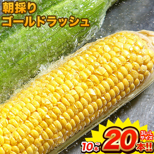 【ふるさと納税】とうもろこし 大容量  先行 予約 スイート コーン 日本最速級出荷 朝採り ゴールド ラッシュ 10本 20本入り 3L-Lサイズ 《6月上旬- 6月末頃出荷》 熊本 県 大津町  フルーツコーン トウモロコシ 大きい 野菜 大容量 JA