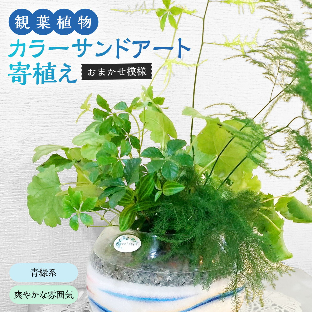 楽天市場】【ふるさと納税】カラーサンドアート 多肉植物 色砂 色が選べる (ピンク・黄色・青・緑) 植物 置物 インテリア プレゼント ギフト 贈り物  九州 熊本県 菊陽町 送料無料 : 熊本県菊陽町