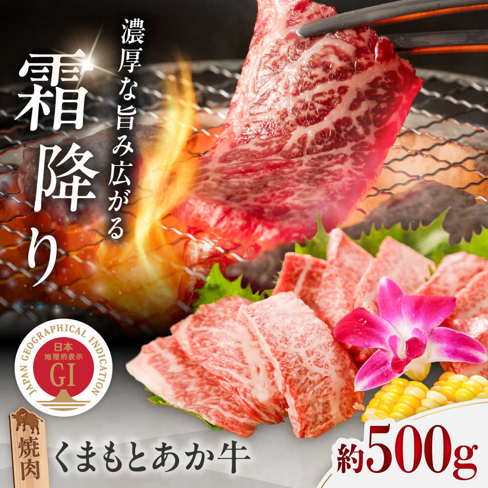 【ふるさと納税】GI認証 くまもとあか牛 焼肉 約500g / 霜降り 高品質 あか牛 牛肉 牛 ぎゅう うし 赤牛 あかうし 赤うし 脂 旨み 九州 熊本県 菊陽町【菊陽町(阿蘇牧場)】[BHAZ024]｜熊本県菊陽町