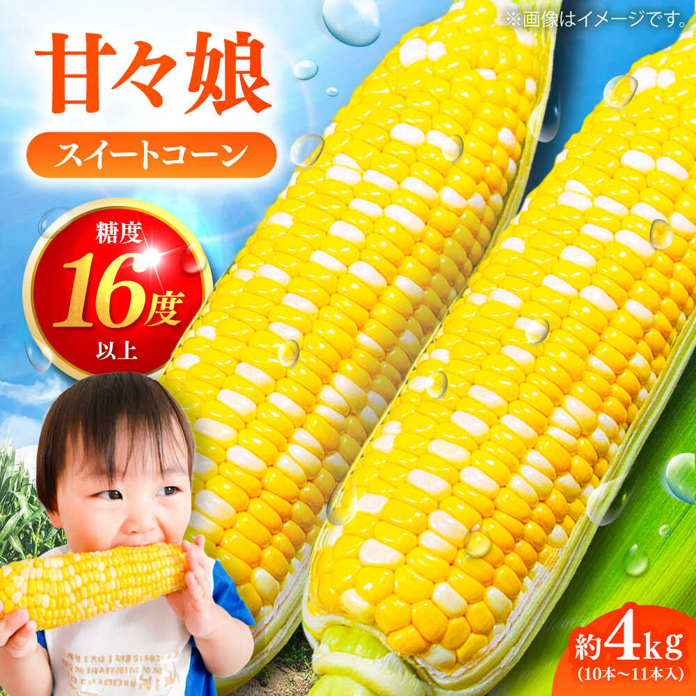 【ふるさと納税】【先行予約】【2026年6月上旬より順次発送】スイートコーン(甘々娘) 約4kg（10～11本）/ 高糖度 かんかんむすめ 糖度 コーンスープ 産地直送 甘さ コーン おやつ BBQ バター焼き 野菜 とうもろこし 糖度 菊陽町【なかむら農園】[BHCJ001]