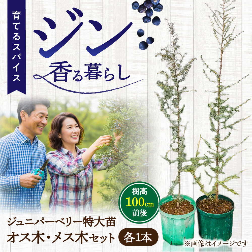 【ふるさと納税】ジュニパーベリー特大苗(西洋ネズ)オス木・メス木セット Juniperus communis 樹高100cm前後 口径18cm スリット鉢植え / 苗 木 おしゃれ 植物 オス メス 鉢 庭木 植木 熊本県 九州 菊池郡 菊陽町 屋外 べりー ベリー ガーデニング【Herb＆Rose】[BHCQ001]｜熊本県菊陽町