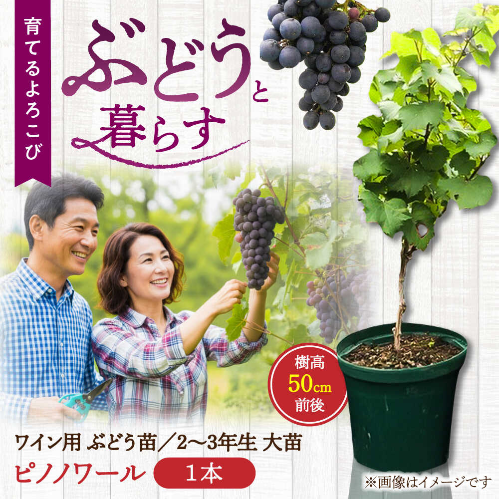 【ふるさと納税】【先行予約】【2026年11月上旬より順次発送】ワイン用 ブドウ苗(ピノノワール)6号鉢入り 2～3年生 大苗 樹高50cm前後 苗 苗木/ ぶどう ぶどう苗木 葡萄 ぶどうの木 庭木 植木 ガーデニング 菊陽 熊本 九州 木 ロマネ・コンティ【Herb＆Rose】[BHCQ006]｜熊本県菊陽町