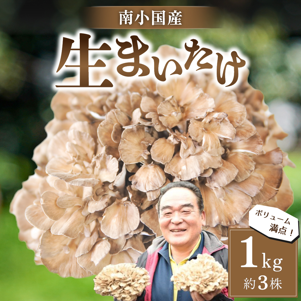 【ふるさと納税】 南小国産 生まいたけ 1kg 約3株 栄養満点 きのこ キノコ まいたけ マイタケ 舞茸 野菜 ギフト 贈答用 熊本 阿蘇 南小国町 送料無料
