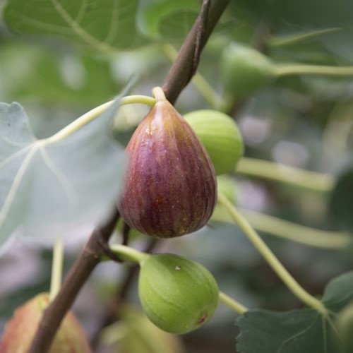 【ふるさと納税】【南小国産イチジク×大分産はちみつ】HoneyFig2本セット