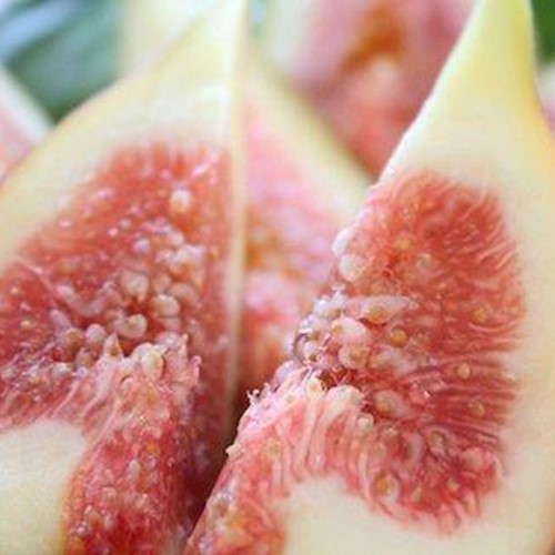 【ふるさと納税】【南小国産イチジク×大分産はちみつ】HoneyFig2本セット