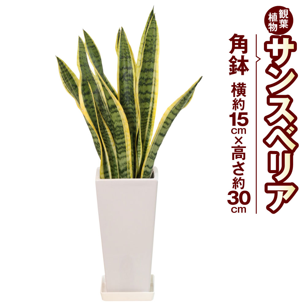 【ふるさと納税】サンスべ後ろ側 観葉草木 角鉢 横約15cm×高さ約30珊 6寸 草木 室内装飾 庭園 雑貨 九州産 国産 貨物輸送無料