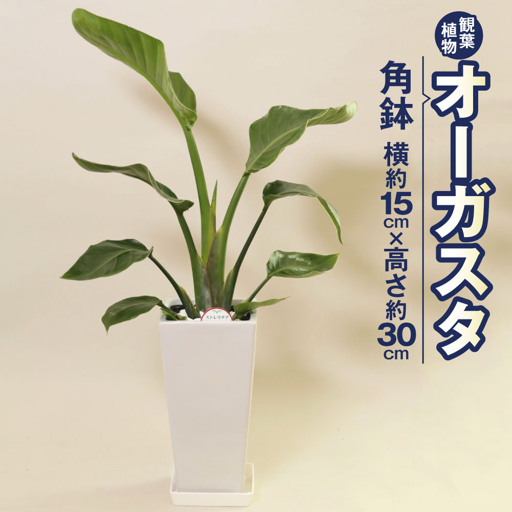 【ふるさと納税】オーガスタ 観葉草木 角鉢 横約15cm×高さ約30糎 6寸 草木 室内装飾 園地 雑貨 九州産 国産 貨物輸送無料