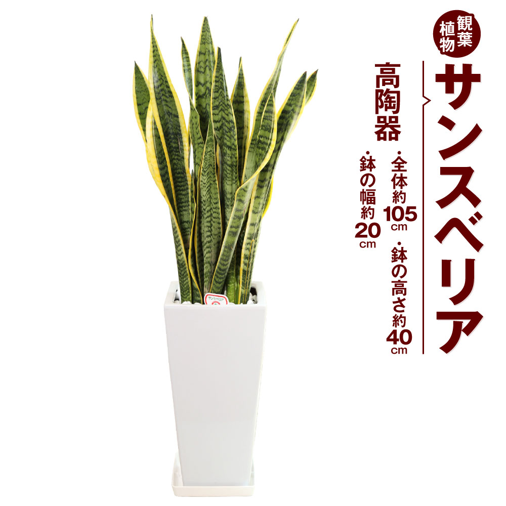 【ふるさと納税】サンスベリア 観葉草木 高瀬戸もの 高さ約40珊 幅約20珊 7寸 草木 室内装飾 庭園 雑貨 九州産 国産 貨物輸送無料
