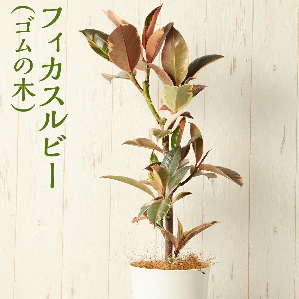 斑入りゴムの木✨フィカス ルビー✨7号鉢植え替え済みを、メルカリ便で発送