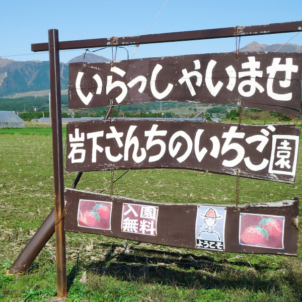 楽天市場 ふるさと納税 南阿蘇村岩下さんちのいちご園オリジナルミルフィーユアイス 00ml 熊本県南阿蘇村