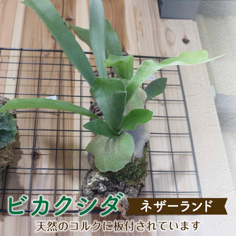 【ふるさと納税】ビカクシダ ネザーランド(キルク板付)＜寸法押さえる＞ 観葉草木 ビカクシダ 草木 キルク板 ネザーランド 飾りつけ 室内装飾 リビング FKK19-272