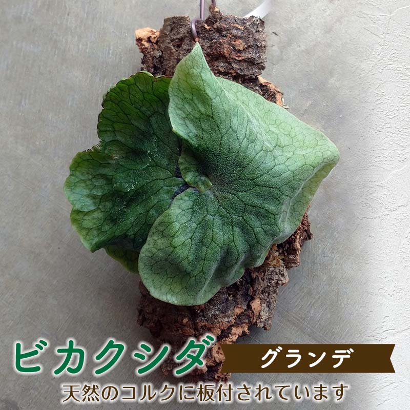 【ふるさと納税】ビカクシダ グランデ(キルク板付)＜寸法押さえる＞ 観葉草木 ビカクシダ 草木 キルク板 グランデ 飾りつけ 室内装飾 リビング FK7-0190
