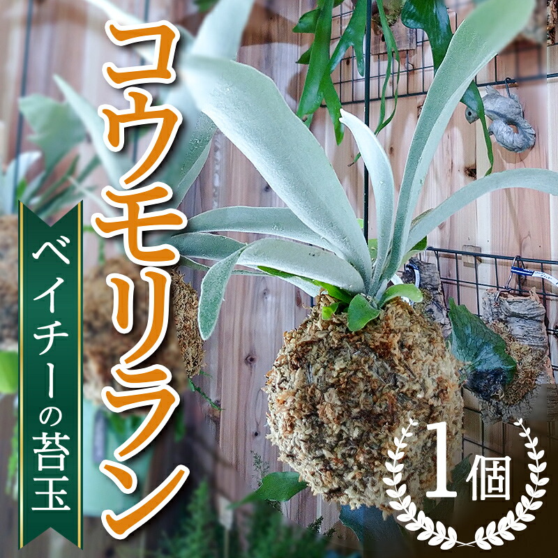 【ふるさと納税】飾り気の無い♪観葉草木 蚊食い鳥幽客 ベイチーの苔玉 ピカクシダ インテリアプランツ 吊り ハンギングプランツ【寸法押さえる】 FKK19-824
