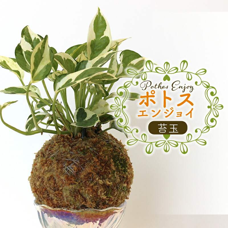 【ふるさと納税】ポトス「エンジョイ」の苔玉1個 ポトス 苔玉 観葉植物 ポトスエンジョイ アナベル インテリア FKK19-731