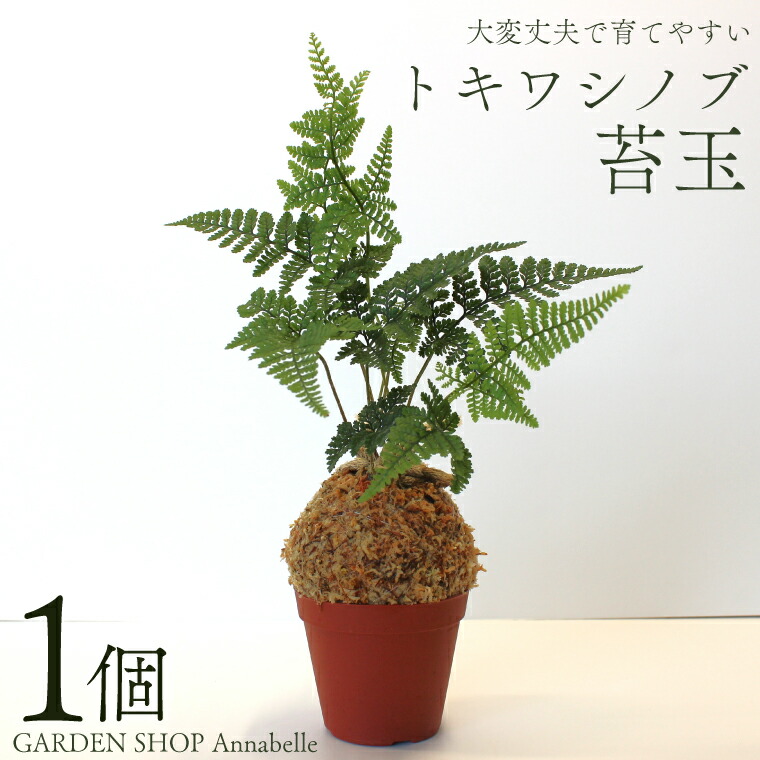 【ふるさと納税】トキワシノブ苔玉 1個 観葉植物 苔玉 チェーン付き トキワシノブ 丈夫 育てやすい アナベル インテリア FKK19-659｜熊本県嘉島町