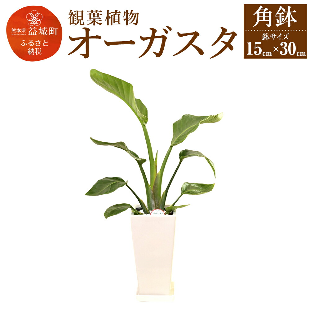【ふるさと納税】オーガスタ 観葉草木 角鉢 横約15cm×高さ約30珊 草木 観葉草木 室内装飾 九州産 国産 貨物輸送無料
