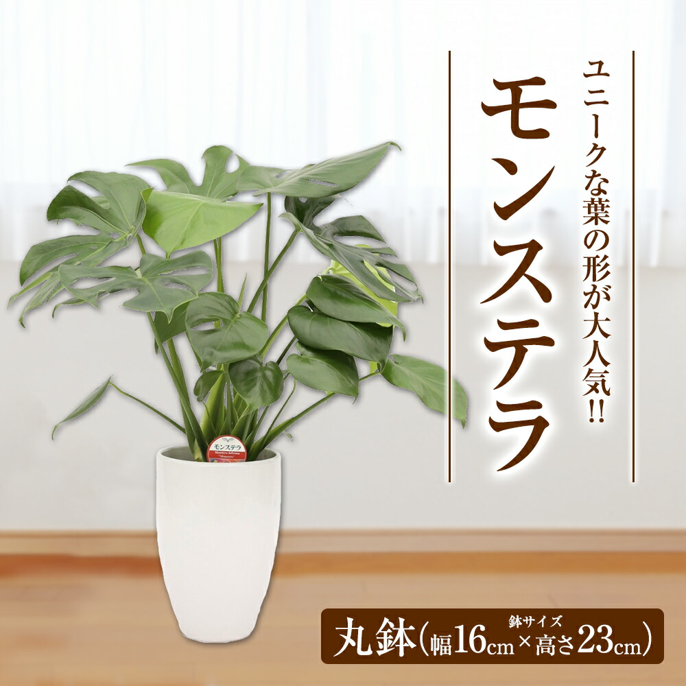 モンステラ 観葉植物 丸鉢 植物 九州産 インテリア 国産 送料無料 幅約16cm 高さ約23cm