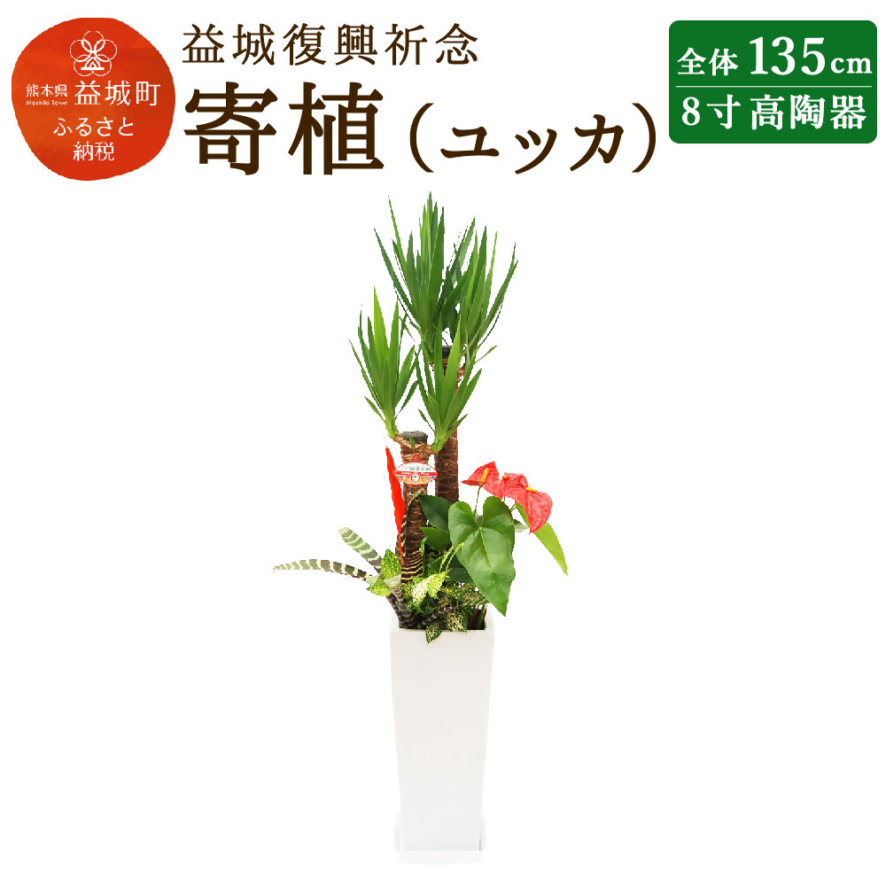 最新人気の九州産 アンスリウム 全体約135cm 送料無料 熊本県益城町多数種の植物が 豪華に華やぎます 新築祝い 開店祝いなどの 色々なお祝にご利用頂いています ユッカは剣状の葉と太い幹が特徴です ユッカ ギフト ゴッドセフィアーナ 益城復興祈念 プレゼント