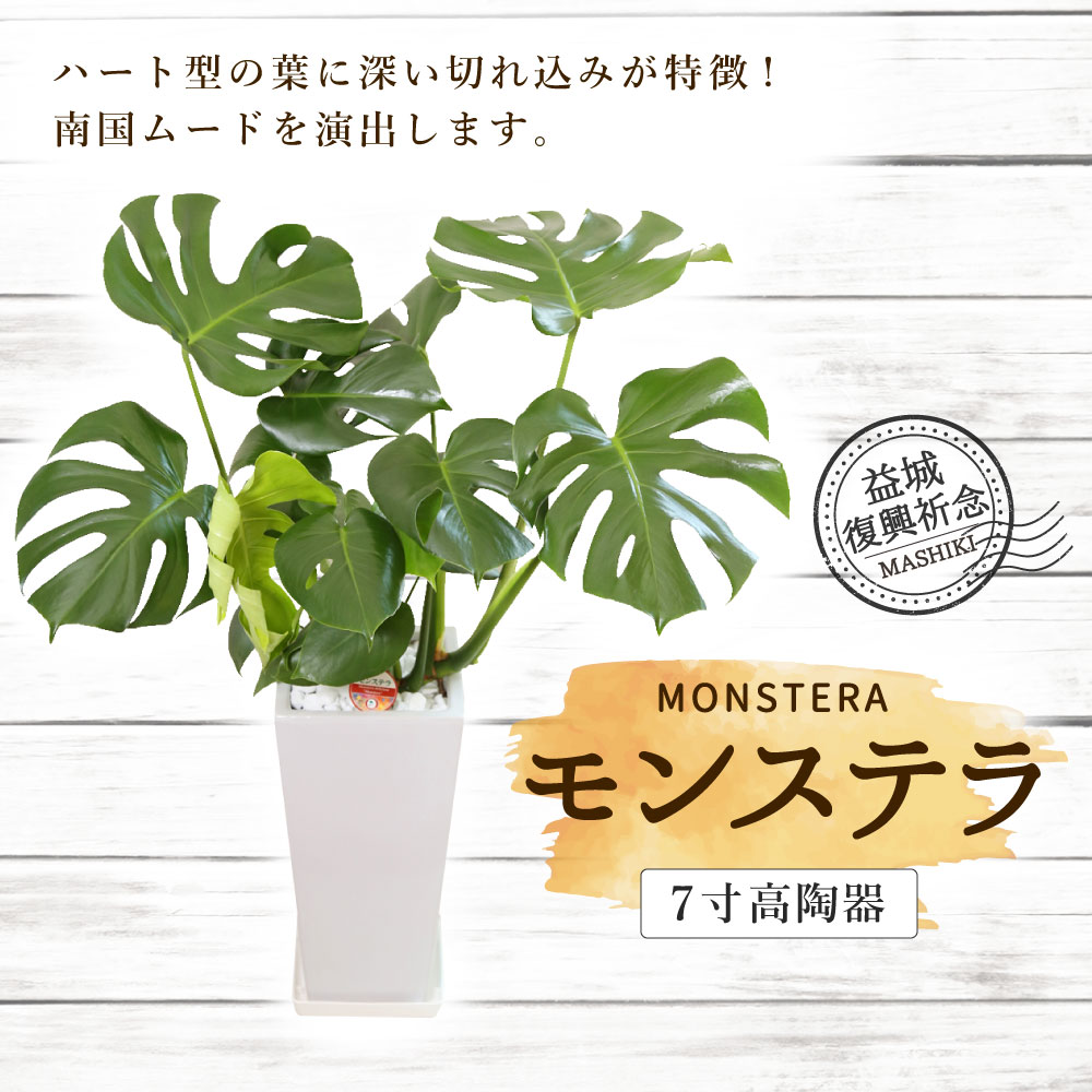 益城復興祈念 モンステラ 7寸 インテリア 観葉植物 上辺17cm 送料無料 国産 植物 高陶器 高さ約40cm 花瓶下辺12 5cm 九州産