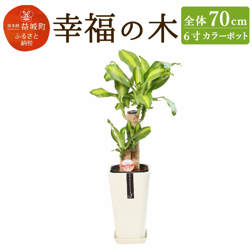 気質アップ ふるさと納税 幸福の木 全体70cm 6寸 高さ28cm 幅16cm 高陶器 植物 観葉植物 インテリア 贈り物 ギフト プレゼント 九州産 国産 熊本県益城町 Www Etechnologycr Com