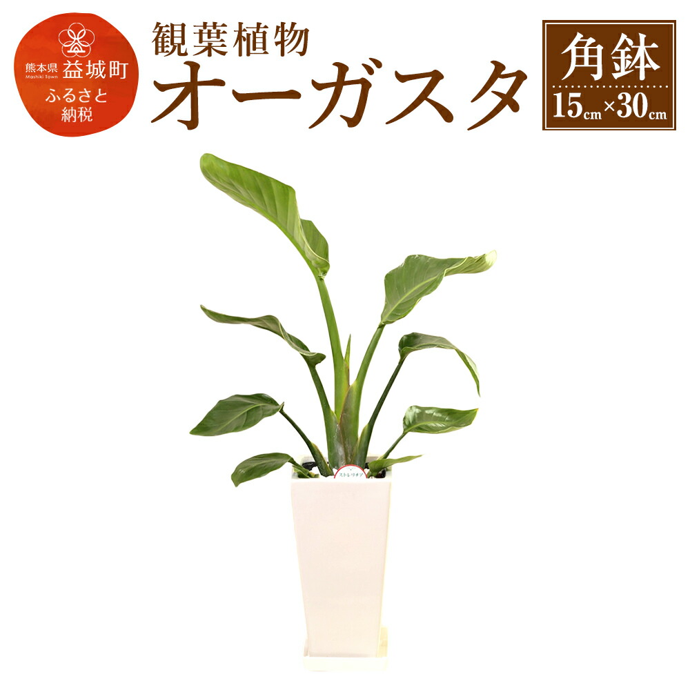 楽天市場 ふるさと納税 オーガスタ 観葉植物 角鉢 横約15cm 高さ約30cm 植物 観葉植物 インテリア 九州産 国産 送料無料 熊本県益城町