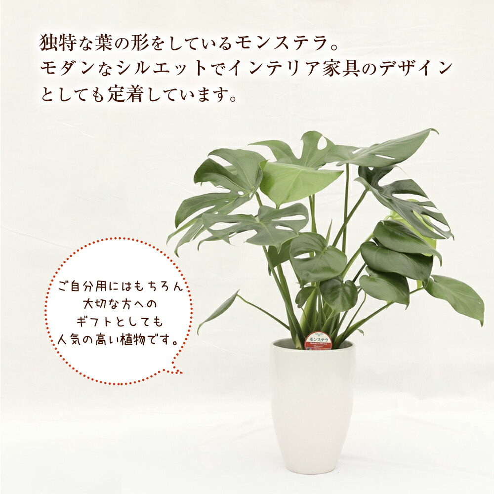 楽天市場 ふるさと納税 モンステラ 観葉植物 丸鉢 幅約16cm 高さ約23cm 植物 観葉植物 インテリア 九州産 国産 送料無料 熊本県益城町