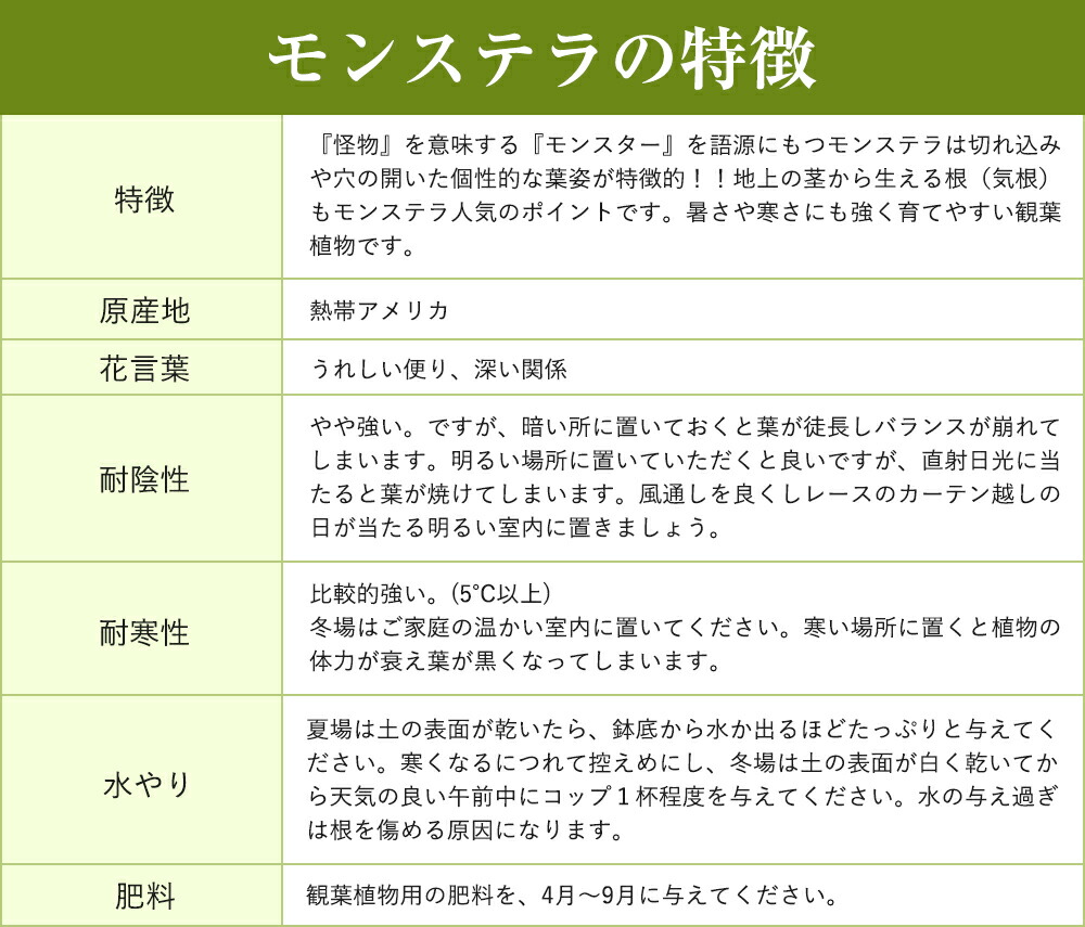 モンステラ 観葉植物 丸鉢 送料無料 国産 幅約16cm 高さ約23cm 九州産 インテリア 植物