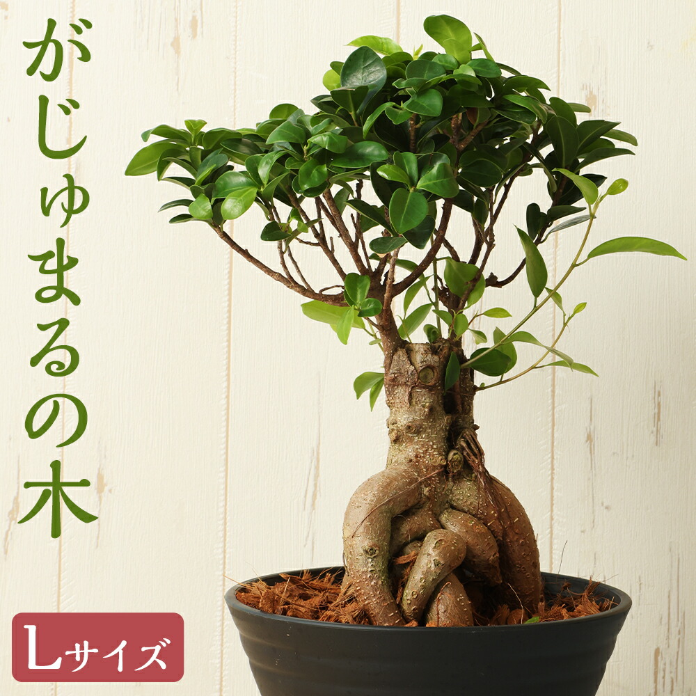 【ふるさと納税】がじゅまるの木 L大きさ 仕合わせの木 観葉草木 室内装飾 ミニサイズ 草木 貨物輸送無料