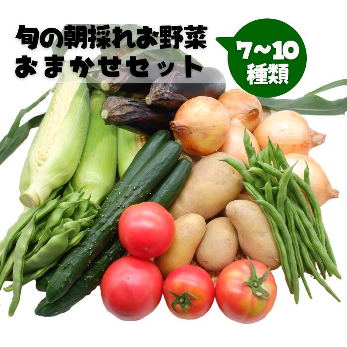 <br>【ふるさと納税】旬の朝採れお野菜おまかせセット - 野菜セット 野菜詰め合わせ 新鮮 フレッシュ 旬の野菜 朝採れ 国産 熊本県産 お任せ 何が入っているかはお楽しみ 7種類前後 おすすめ 熊本県 甲佐町【価格改定】