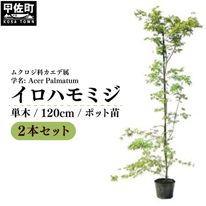 【ふるさと納税】 イロハモミジ(伊呂波紅葉)苗木 単木 樹高1.2m前後 2本セット ポット苗 シンボルツリー 落葉樹 植木 庭木【価格改定】|熊本県甲佐町
