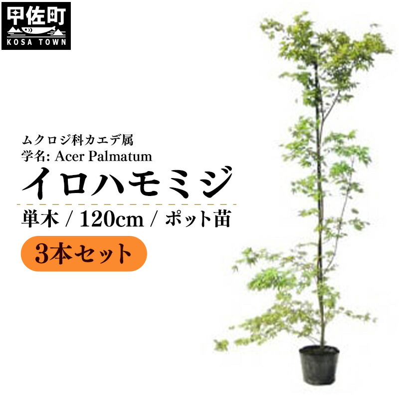 【ふるさと納税】 イロハモミジ（伊呂波紅葉）苗木 単木 樹高1.2m前後 3本セット ポット苗 シンボルツリー 落葉樹 植木 庭木