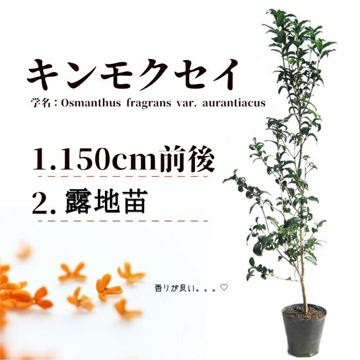 【ふるさと納税】キンモクセイ　樹高1.5m前後　露地苗 落葉樹 シンボルツリー 目隠し 香りを楽しむ 常緑高木 常緑 苗木 金木犀 甲佐町