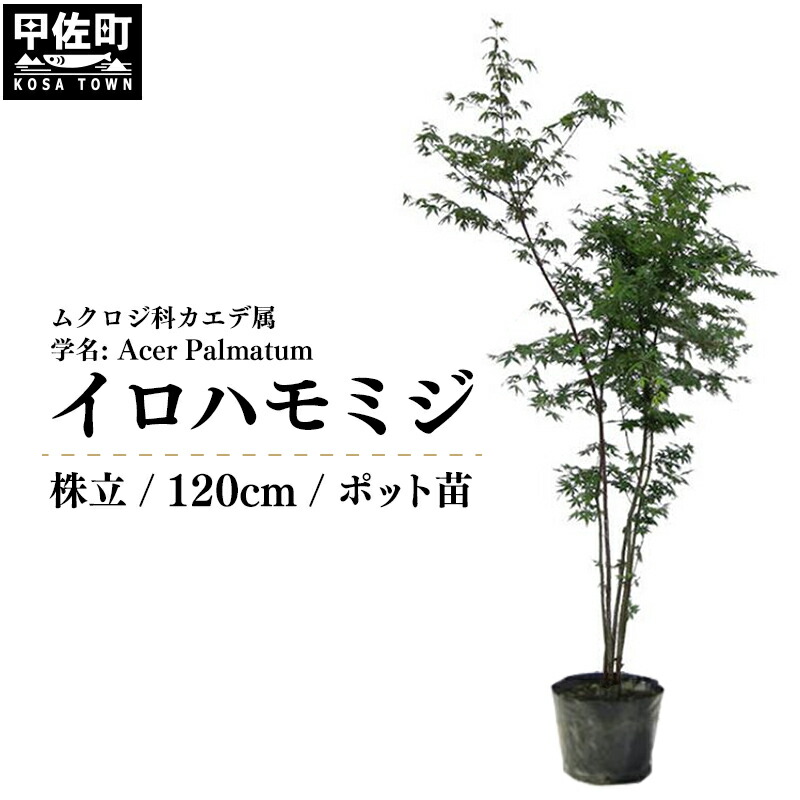 【ふるさと納税】イロハモミジ（伊呂波槭樹）若木 株立 樹高1.2m前後 ポット苗 記号天然木 落葉樹 植木 庭木【通貨価値切り換える】