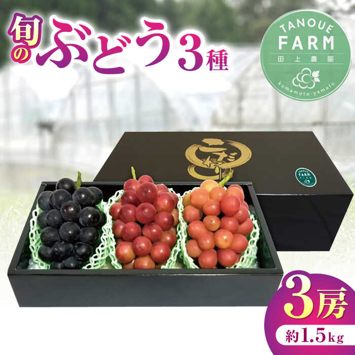 【ふるさと納税】【先行予約】【限定数量】熊本県産 ぶどう 食べ比べ 3種セット 約1.5kg 計3房 詰め合わせ 果物 葡萄【田上農園】[YBY006]