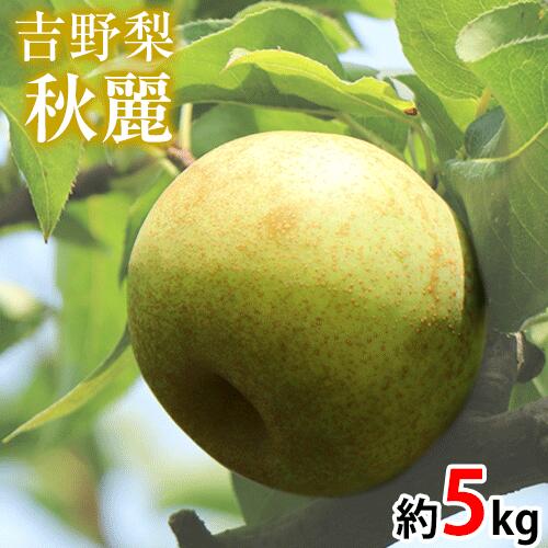 【ふるさと納税】【先行予約】熊本県氷川町産 吉野梨秋麗 約5kg(14～16玉前後) JAやつしろ梨部会《8月中旬-9月上旬頃出荷》