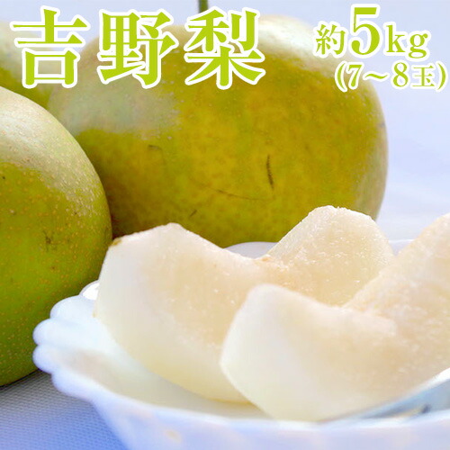 【ふるさと納税】【先行予約】熊本県氷川町産 吉野梨（新高梨）約5kg（7～8玉前後） JAやつしろ梨部会《9月上旬-9月末頃出荷》