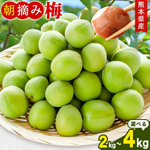 【ふるさと納税】熊本県産 朝摘み 梅 選べる 2kg または 4kg 3L・2L・L ・M サイズ不選別《5月中旬‐6月中旬頃出荷》 熊本県 球磨郡 山江村 つけもの 漬物 梅 梅干し うめぼし 朝採り 南高梅 白加賀 露茜