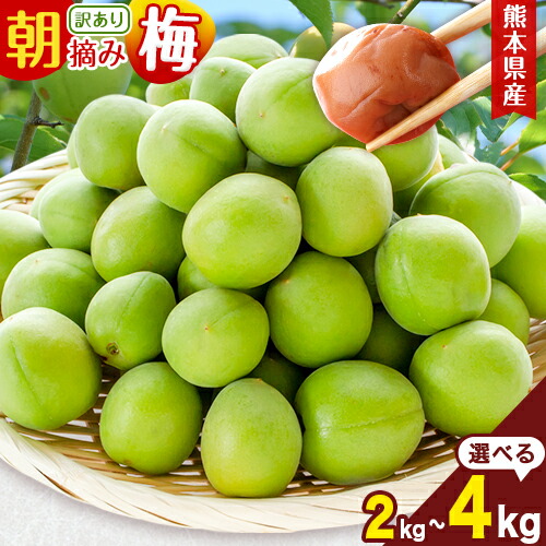 【ふるさと納税】熊本県産 訳あり 朝摘み 梅 選べる 2kg または 4kg 大・中・小サイズ不選別《5月中旬‐6月中旬頃出荷》 熊本県 球磨郡 山江村 つけもの 漬物 梅 梅干し うめぼし 朝採り 南高梅 白加賀 露茜