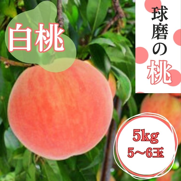【ふるさと納税】熊本県ＪＡくま産 球磨の桃 1kg(5玉～6玉　旬な品種)　 お届け時期：2025年5月下旬～6月下旬