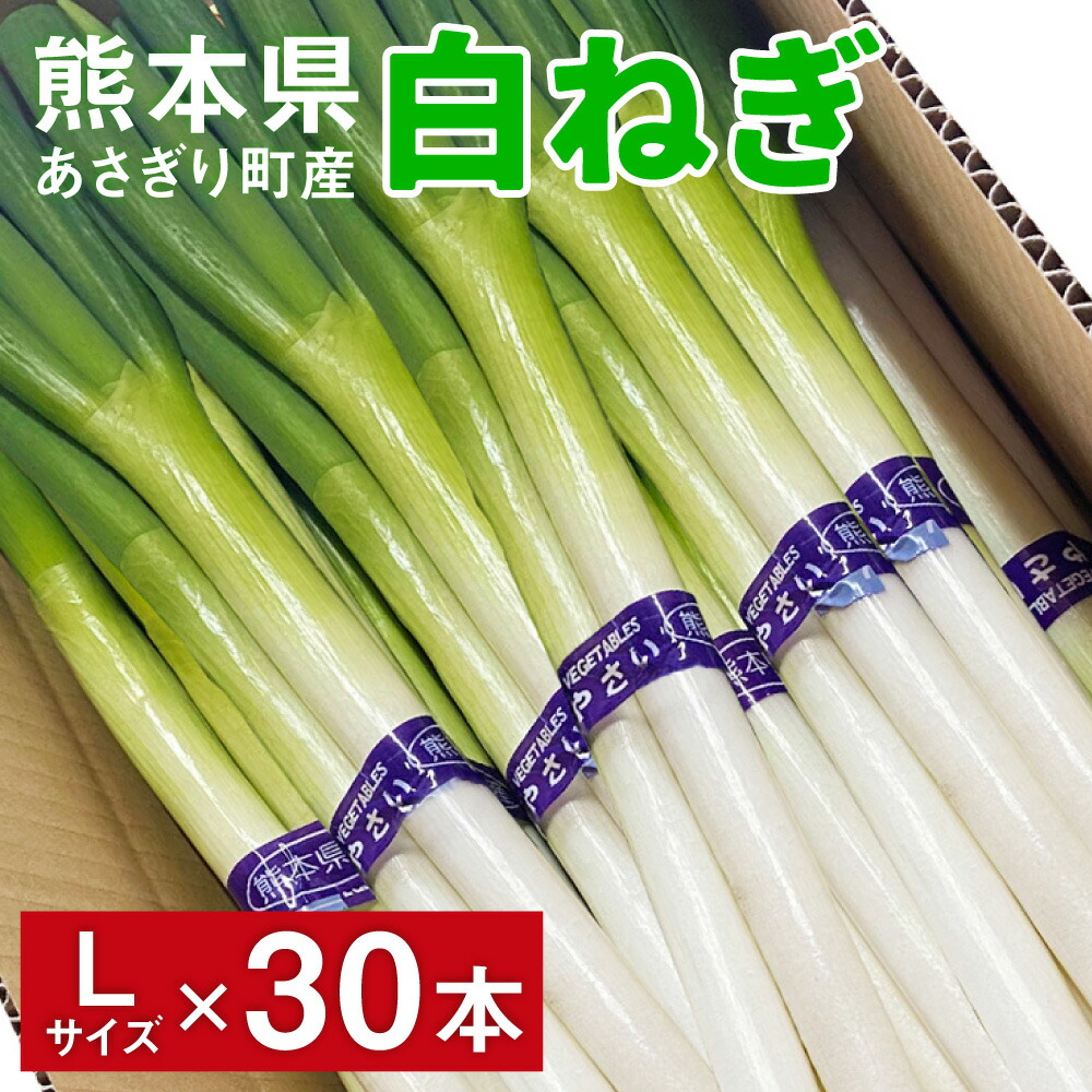 【ふるさと納税】熊本県あさぎり町産　白ねぎ「球磨美人」Ｌサイズ×30本　お届け時期：2026年8月下旬より順次発送【白葱/白ネギ/長ねぎ/長葱/長ネギ】