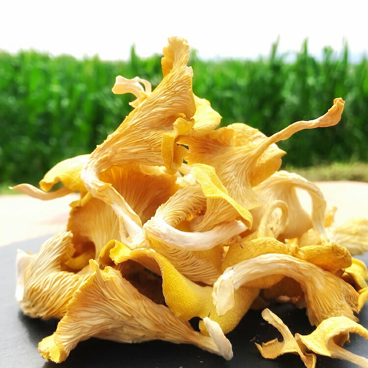 【ふるさと納税】うま味が魅力の　「花咲たもぎ茸」(乾燥タイプ)100g×1袋　たもぎ茸 乾燥 きのこ【お届け時期：入金確認後２ヶ月前後】