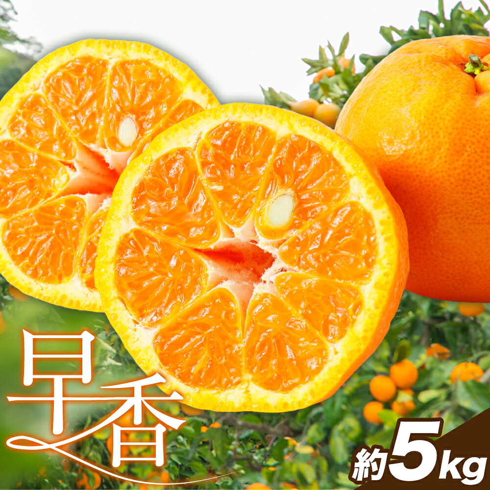【ふるさと納税】みかん 早香 5kg 高橋商店《11月下旬-1月中旬頃出荷》熊本県 苓北町 柑橘 かんきつ 果物 フルーツ ポンカン 温州みかん 蜜柑｜熊本県苓北町